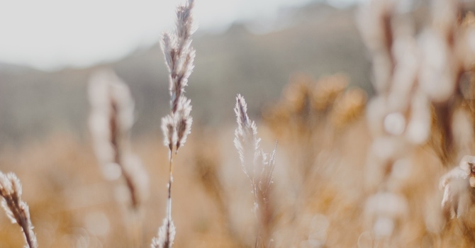 5 Ways Online Counselling Can Support Your Anxiety
