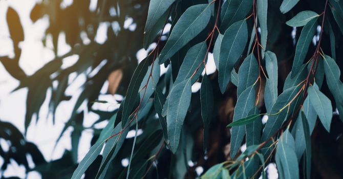 Trauma Counselling: How To Start Healing Online