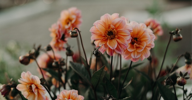 Trauma Counselling: How To Start Healing Online